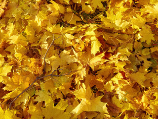 autumn park with red and yellow leaves fallen from tree