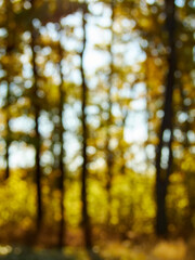 Blurred background of autumn forest with nice bokeh.
