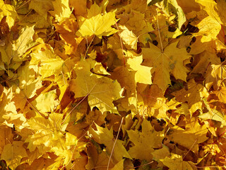 Background group autumn orange leaves.