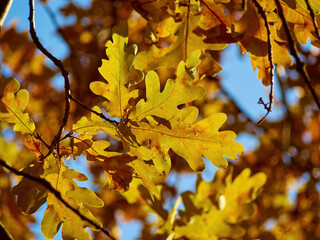 Fototapeta na wymiar Autumn yellow leaves as nature background.