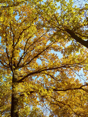autumn park with red and yellow leaves fallen from tree