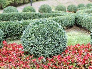 Beautiful summer garden with boxwood. Boxwood in the shape of a ball.