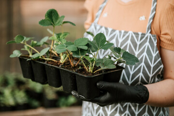 Unrecognizable caucasian girl wearing gardener's apron and black rubber gloves, holding container with fresh green strawberry seedlings and standing in greenhouse. Organic gardening. Spring season