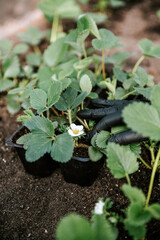Closeup of gardener's hand in black rubber gloves taking care of fresh green blooming strawberry seedlings in sprout container with soil. Spring season