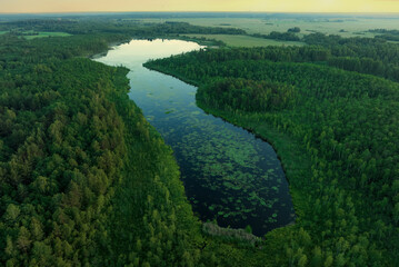 Forest Lake at sunset. Wild Lake in swamp, drone view. Rural landscape with lakes. Forest at bog....