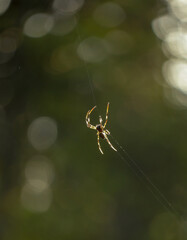 tropical tent web spider