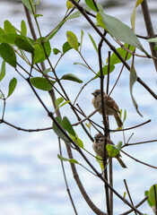 eurasian tree sparrow bird on tree branch