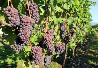 Many bunches of Pinot gris grape, purple and  pinkish variety, hanging on vine just before the...