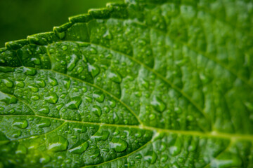 葉っぱの水滴　マクロ
