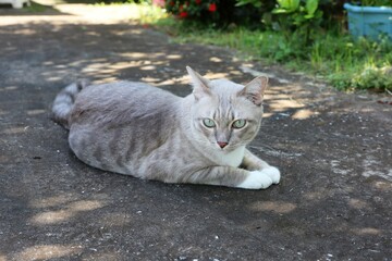Obraz premium cat in the garden