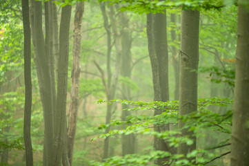 Obraz na płótnie Canvas Dark, foggy, moody forest. Bieszczady Mts., Carpathians, Poland.