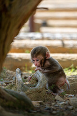 Japanese baby macaque in Arashiyama, Kyoto.