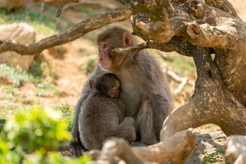 Baby Japanese monkey and mother in Arashiyama, Kyoto.