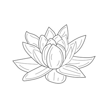 Linear lotus flower. Hand drawn lotus flower. Floral botanical flower. Isolated illustration element. Vector hand drawing wildflower for background, texture, wrapper pattern, frame or border.