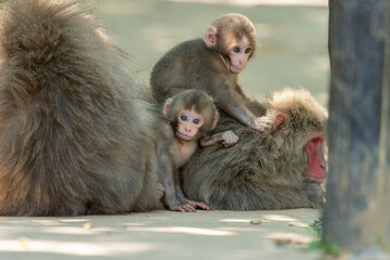 A family of Japanese monkeys in Arashiyama, Kyoto.