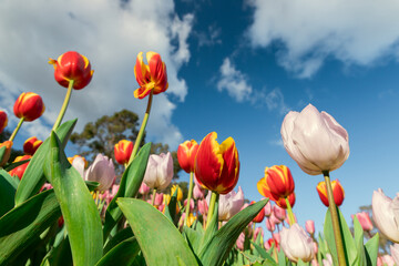 An image of beautiful tulip and blue sky background on sunny day at Araluen Botanic Park, Perth, Western Australia