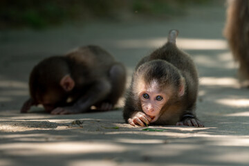 Two baby Japanese monkeys play with each other in Arashiyama, Kyoto
