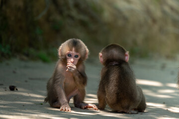 Naklejka premium Two baby Japanese monkeys play with each other in Arashiyama, Kyoto
