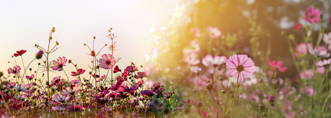 Cosmos flowers panorama blooming with sunset in the evening and bokeh  in the garden at...