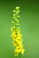 晩夏の花