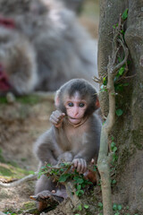 Japanese baby macaque in Arashiyama, Kyoto.