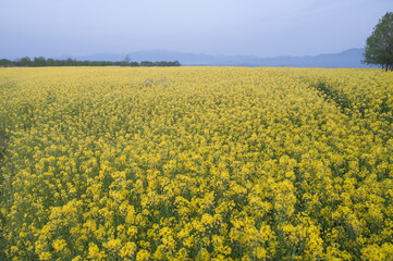 Obraz premium 菜の花畑