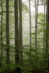 Fototapeta na wymiar Dark, foggy, moody forest. Bieszczady Mts., Carpathians, Poland.