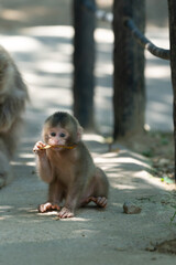 A Japanese monkey child eating a dead leaf at Arashiyama in Kyoto, Japan.