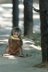 A Japanese monkey child eating a dead leaf at Arashiyama in Kyoto, Japan.