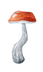 Mushroom isolated on white. Boletus edulis mushroom with brown hat (cep)