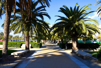 Walking path with palm trees in the city park. Alley with palm trees and paws for relaxing in the...