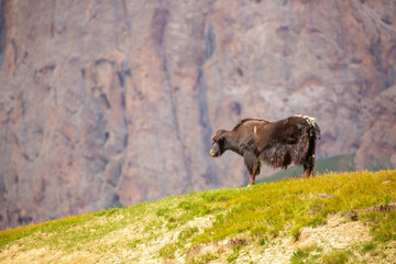 A herd of yaks graze in the mountains. Himalayan big yak in a beautiful landscape. Hairy cow cattle wild animal in nature in Tibet. Sunny summer day in the wild. Farm animal in Nepal and Tibet.