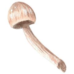 Mushroom watercolor hand painted