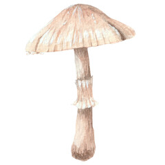 Mushroom watercolor hand painted