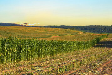 Corn field at farm. Agricultural corn field in harvest. Corn markets react in crisis world’s...