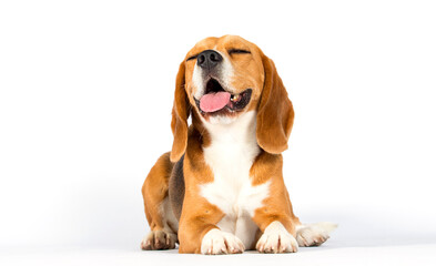 dog smiling on white background