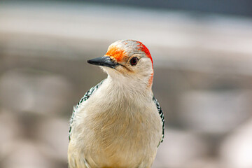 Red-bellied Woodpecker