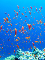 Naklejka na ściany i meble Lots of colorful fish on the Red Sea coral reef, Hurghada, Egypt