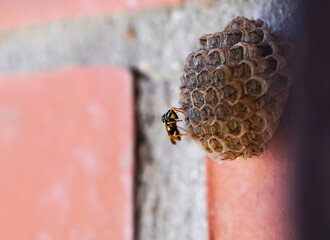 wasp protecting wasp nest on a brick wall. Invasion.
