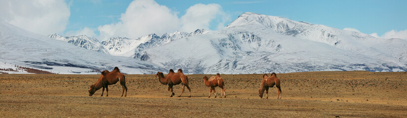 Bactrian camels in the mountain steppes of Mongolia, panoramic view
