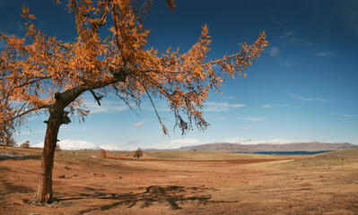 Autumn landscape, larch tree. Altai Tavan Bogd National Park, Western Mongolia.