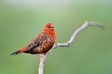 Exotic red bird with white spots singing beautiful song while perching on thin wooden branch expose over fine blue green background