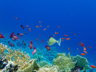 Fototapeta na wymiar Lots of colorful fish on the Red Sea coral reef, Hurghada, Egypt