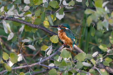 Common Kingfisher perched on a tree branch