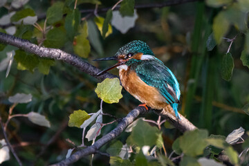 Common Kingfisher perched on a tree branch