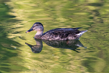 mallard duck swimming in a pond