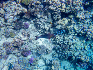 Beautiful inhabitants of the underwater world in the Red Sea, Hurghada, Egypt