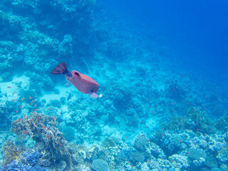 Fototapeta na wymiar Beautiful inhabitants of the underwater world in the Red Sea, Hurghada, Egypt