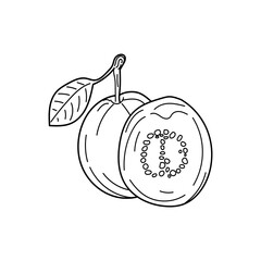 Linear Guava. Hand drawn Guava in vintage style. 
One and a half guaba fleshed guava fruits are isolated against a white background. doodle style design for coloring book.