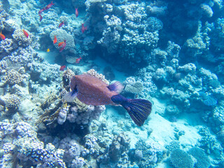 Beautiful inhabitants of the underwater world in the Red Sea, Hurghada, Egypt